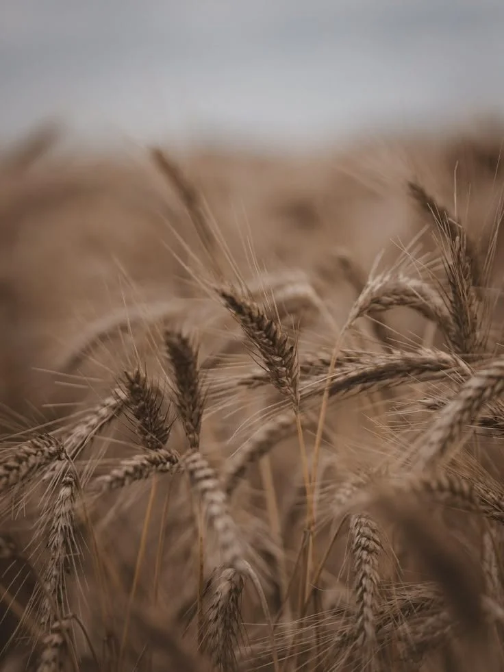 Close-up of ripe barley stalks in a field.