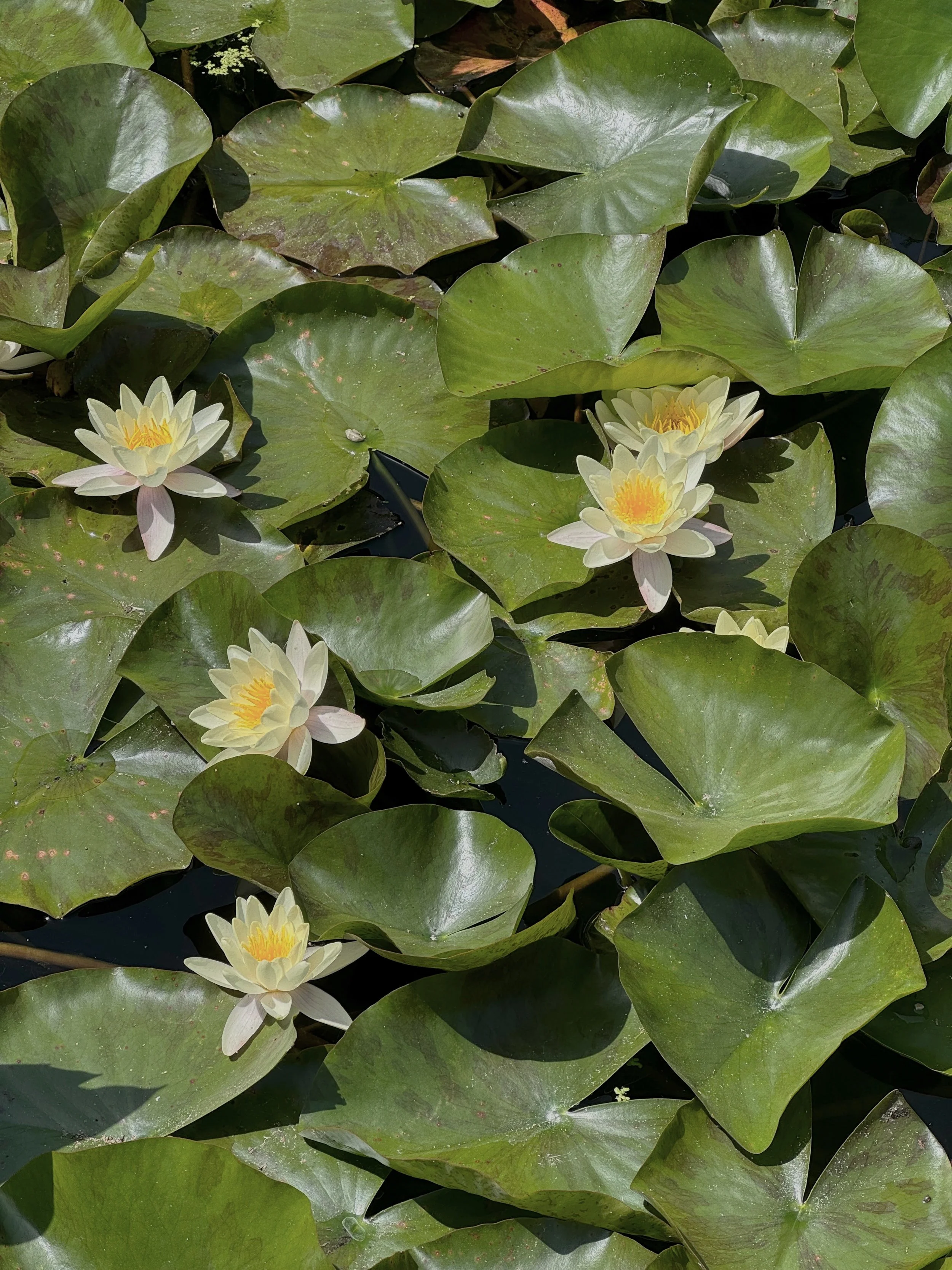 Water lilies with white petals and yellow centers floating on a pond among large green lily pads.