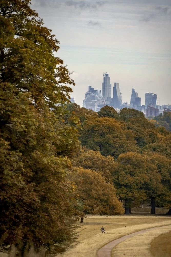 View of London from Richmond park with large trees and yellowing grass. A walking path, and a person riding a bicycle. In the background, the City skyscrapers are visible through the trees.