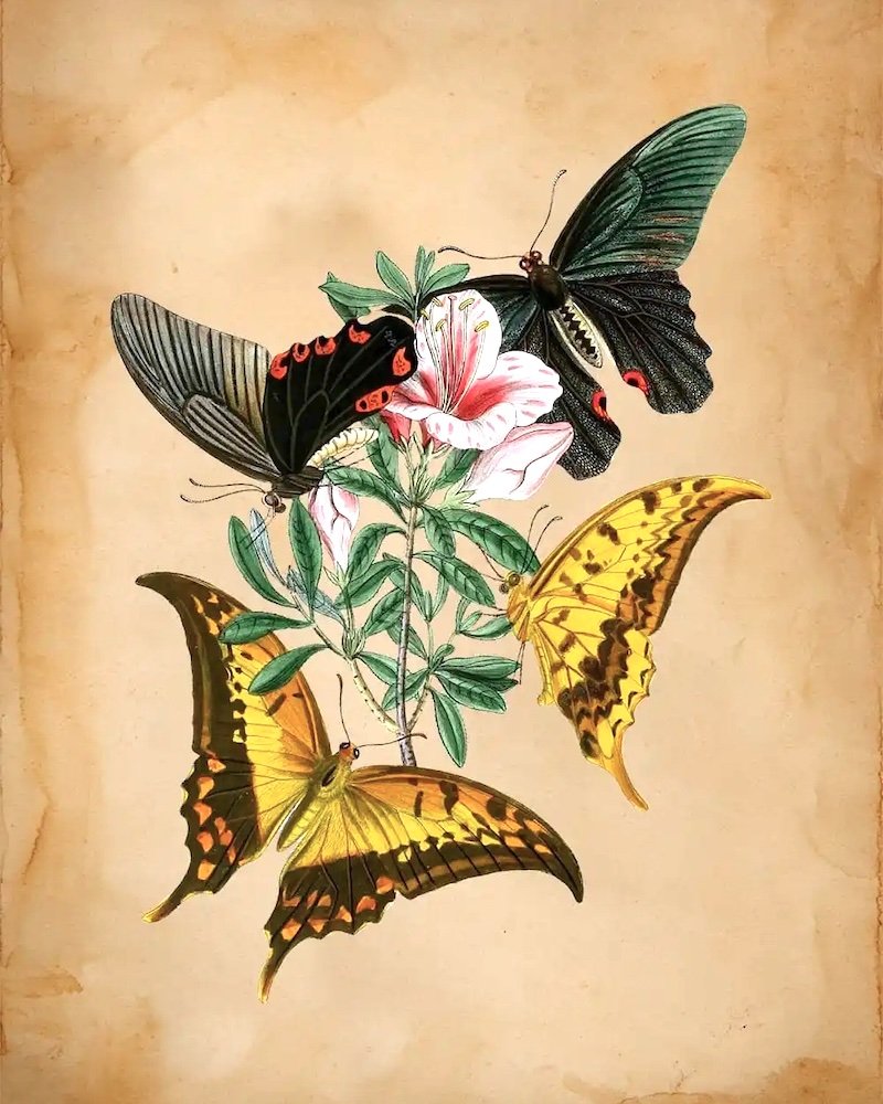 Botanical Illustration on Toned Paper - Intermediate/Advanced Level (Online)