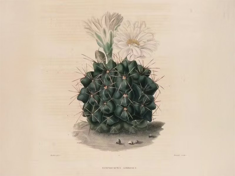 Illustrating Cacti - Intermediate/Advanced Level (Online)