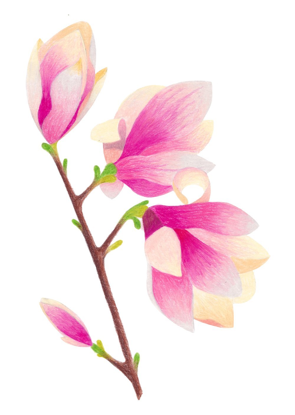 Beginner Botanical Illustration with Colored Pencils (Online)
