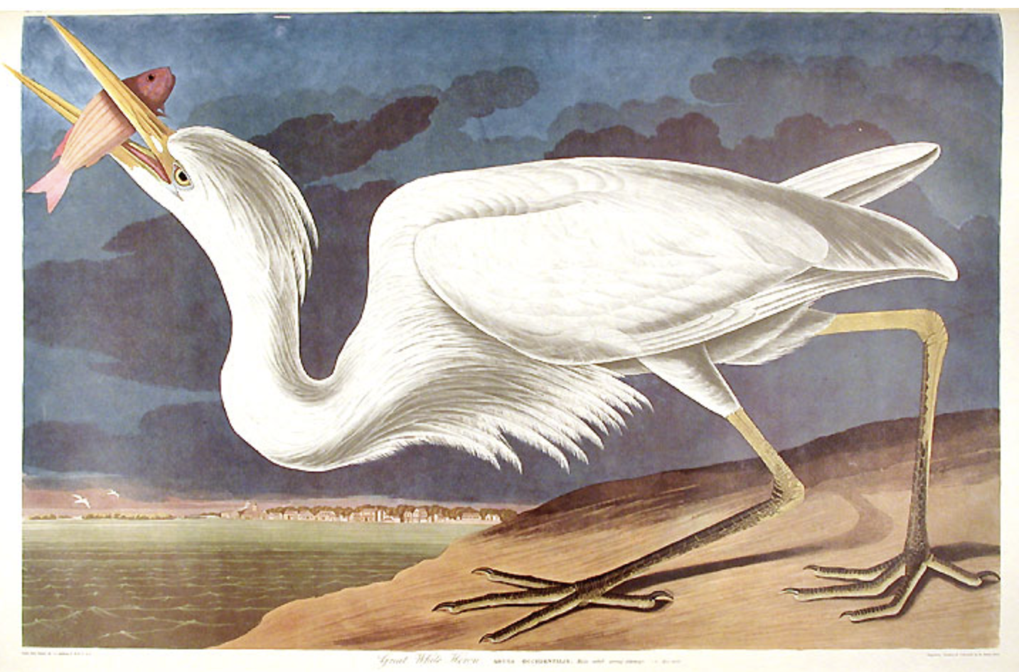 Illustrating the Heron (Online)