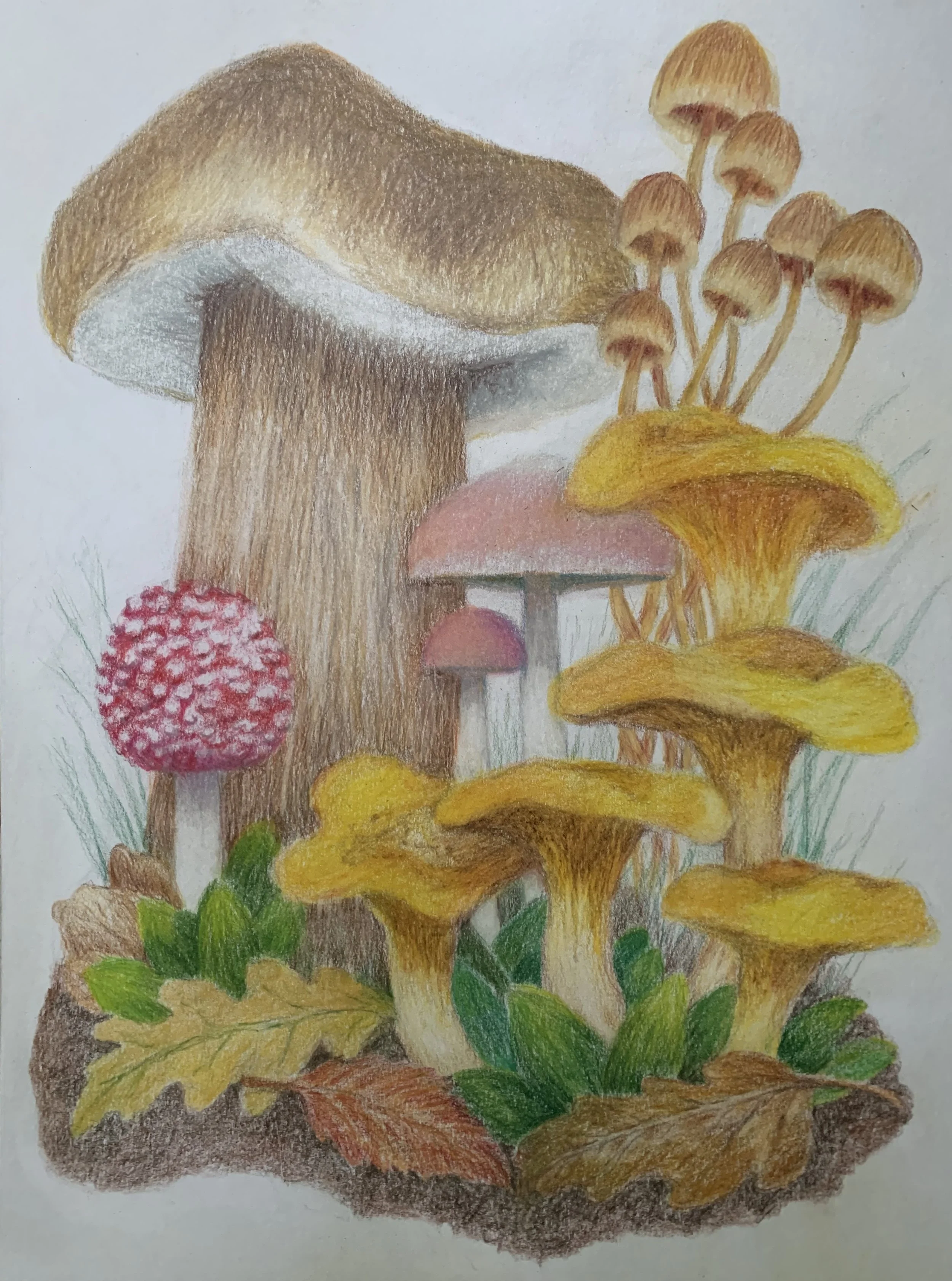 Illustrating Fall Fungi: Intermediate/Advanced Level (Online)