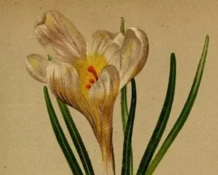 Winter Botanical Illustration on Toned Paper (Online)