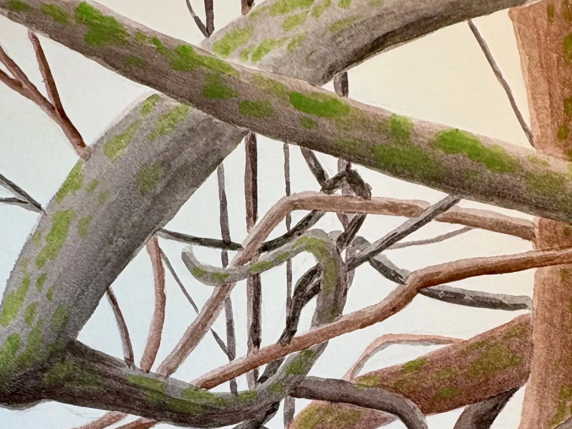 Illustrating The Tree (Online)