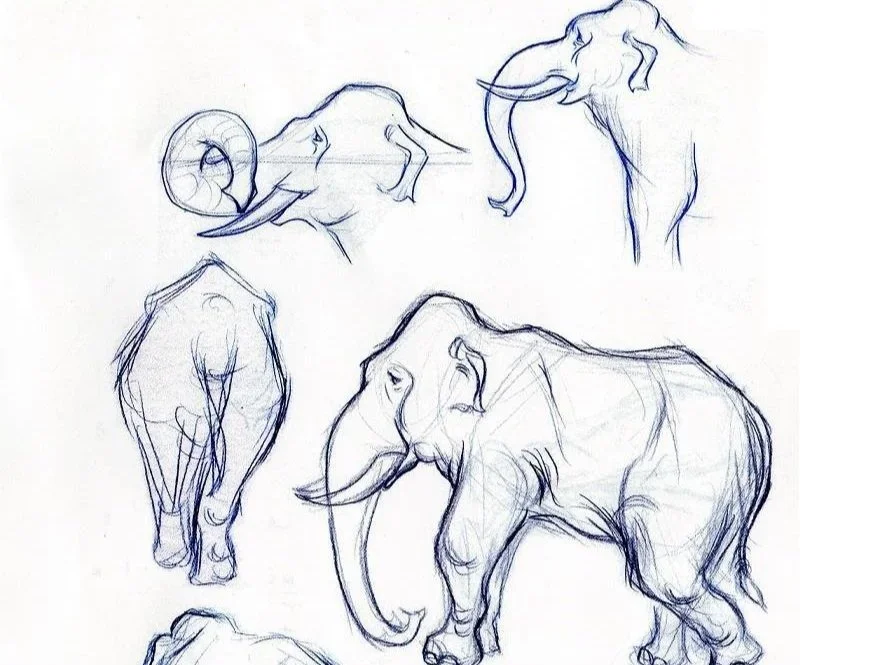 Drawing Animals (Online)
