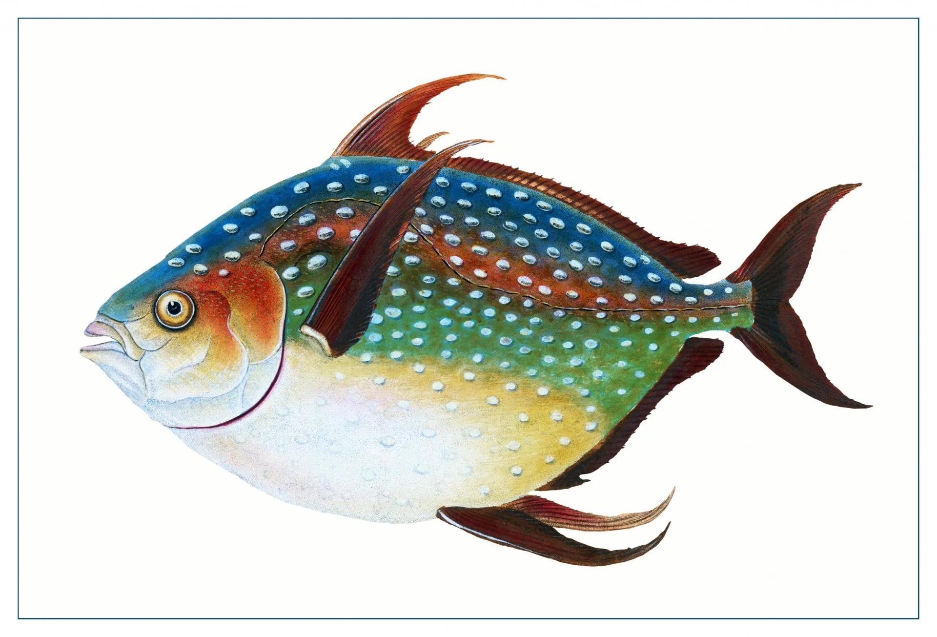 Drawing Fish in Colored Pencil (Online)