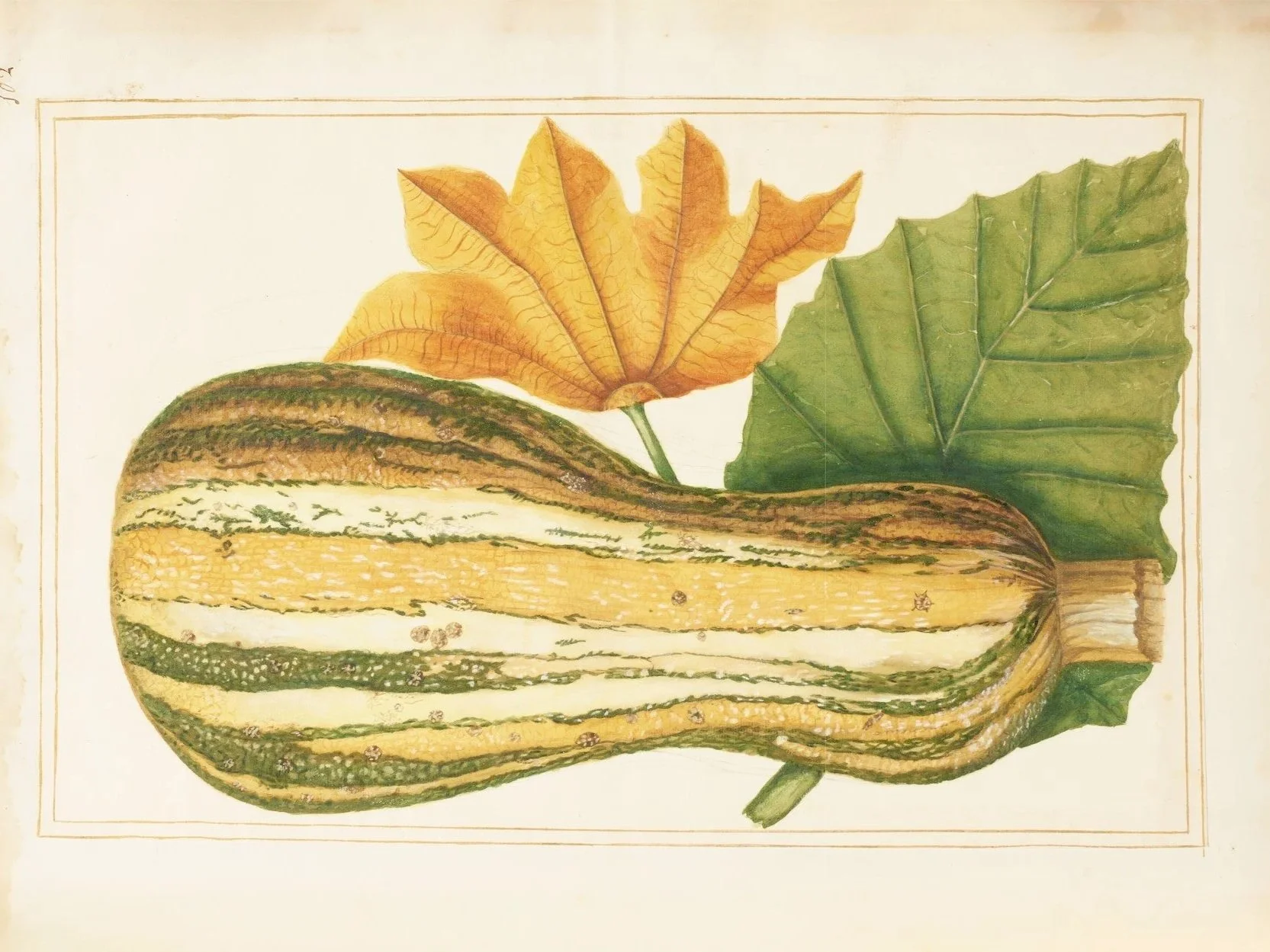 Colored Pencils: Fall Gourds (Online)
