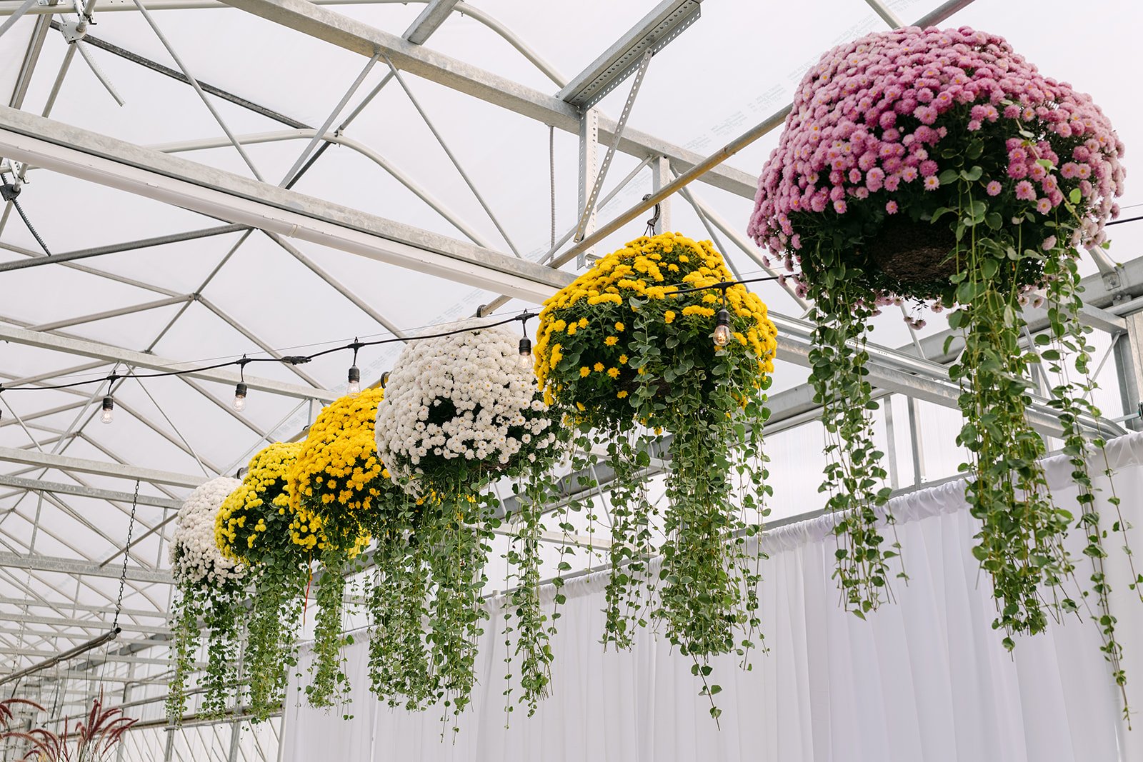 Hanging flowers at Abeles Greenhouse in Saginaw, Michigan.