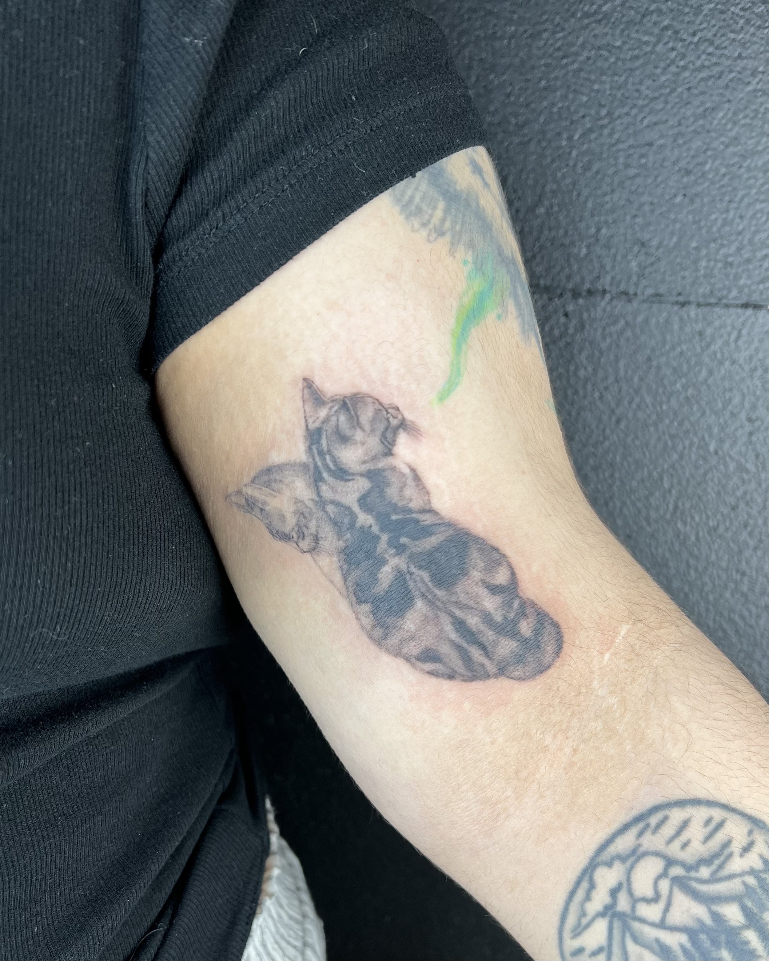 Cat pet portrait 3in (2024)