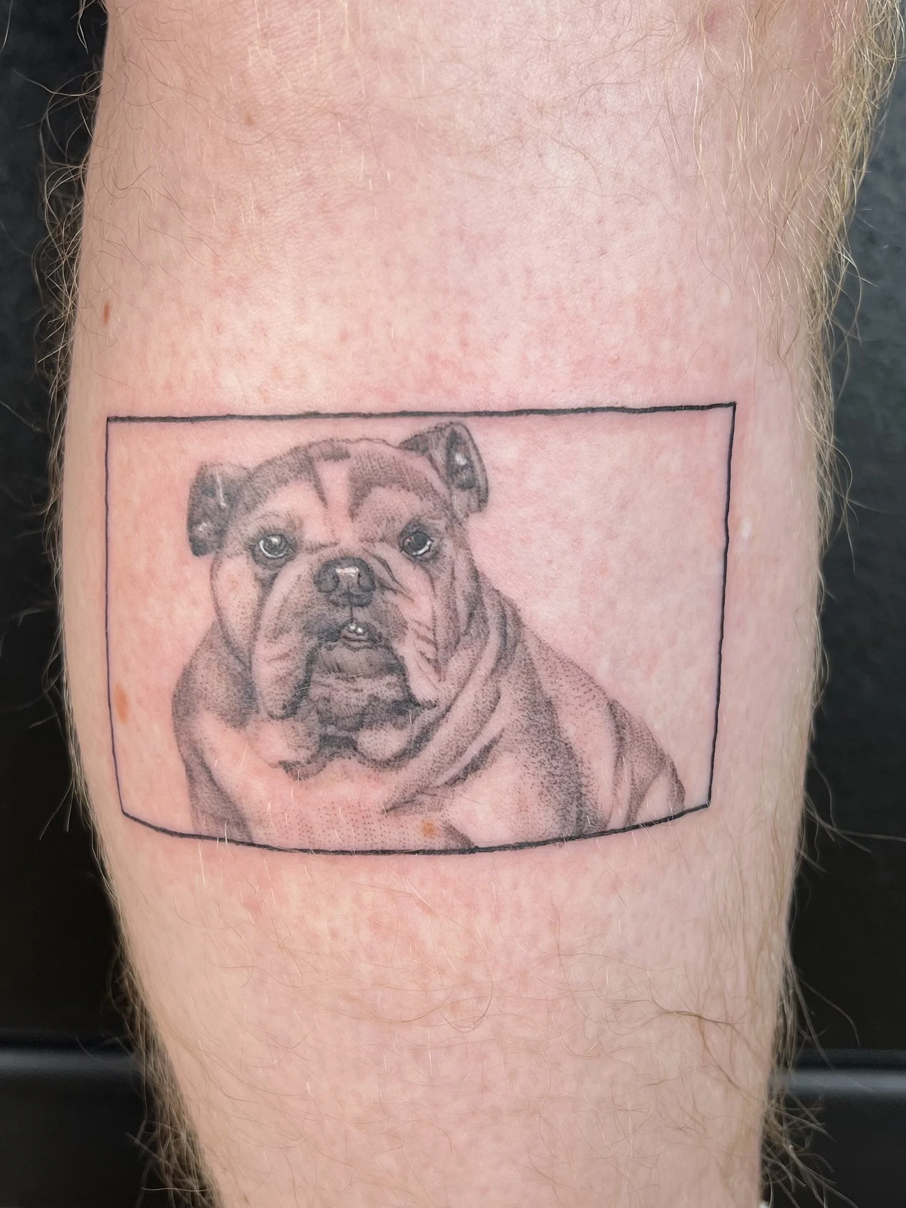 Pet portrait 3in (2024)