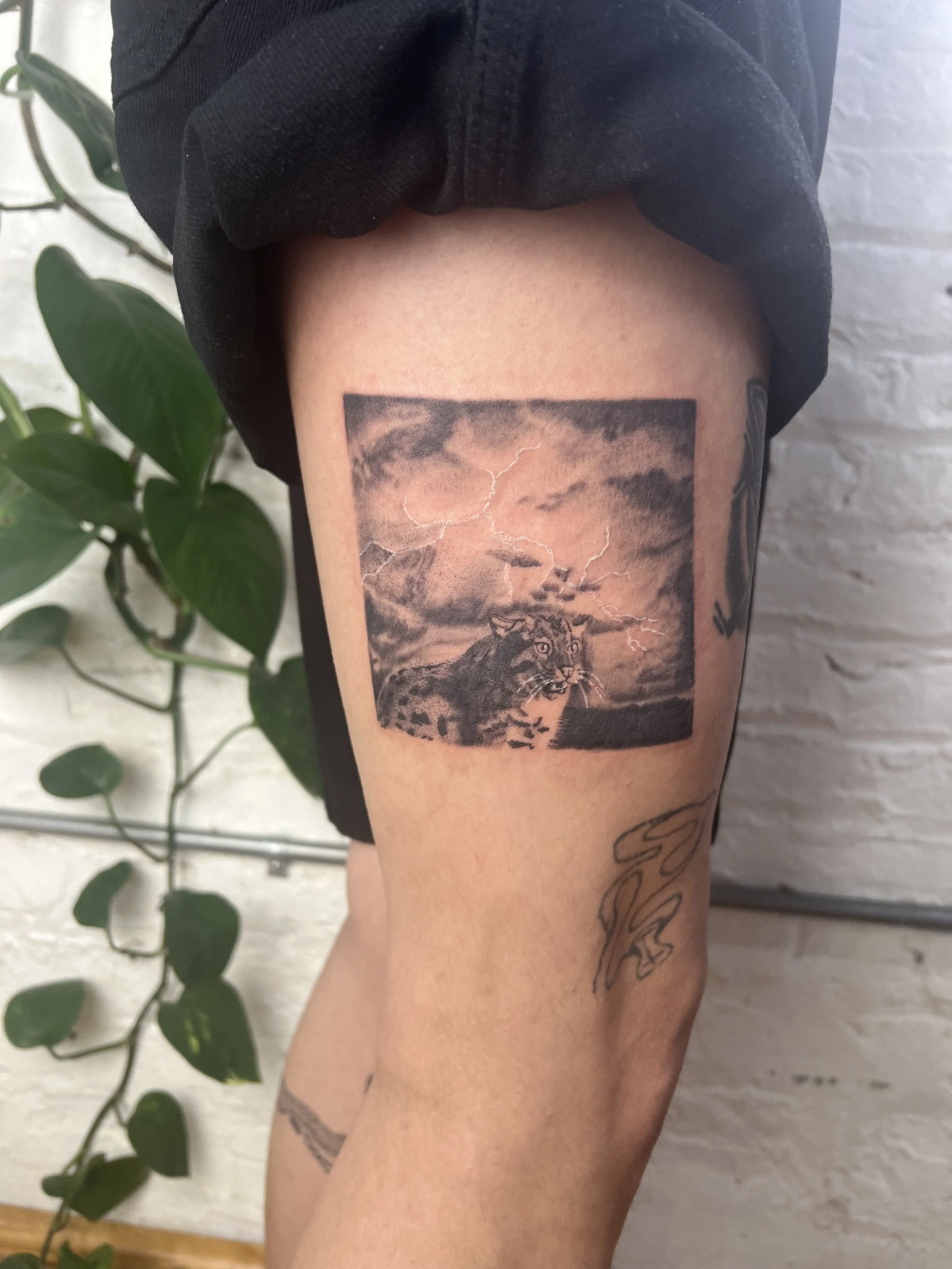 Knock Knock 5in (2025)