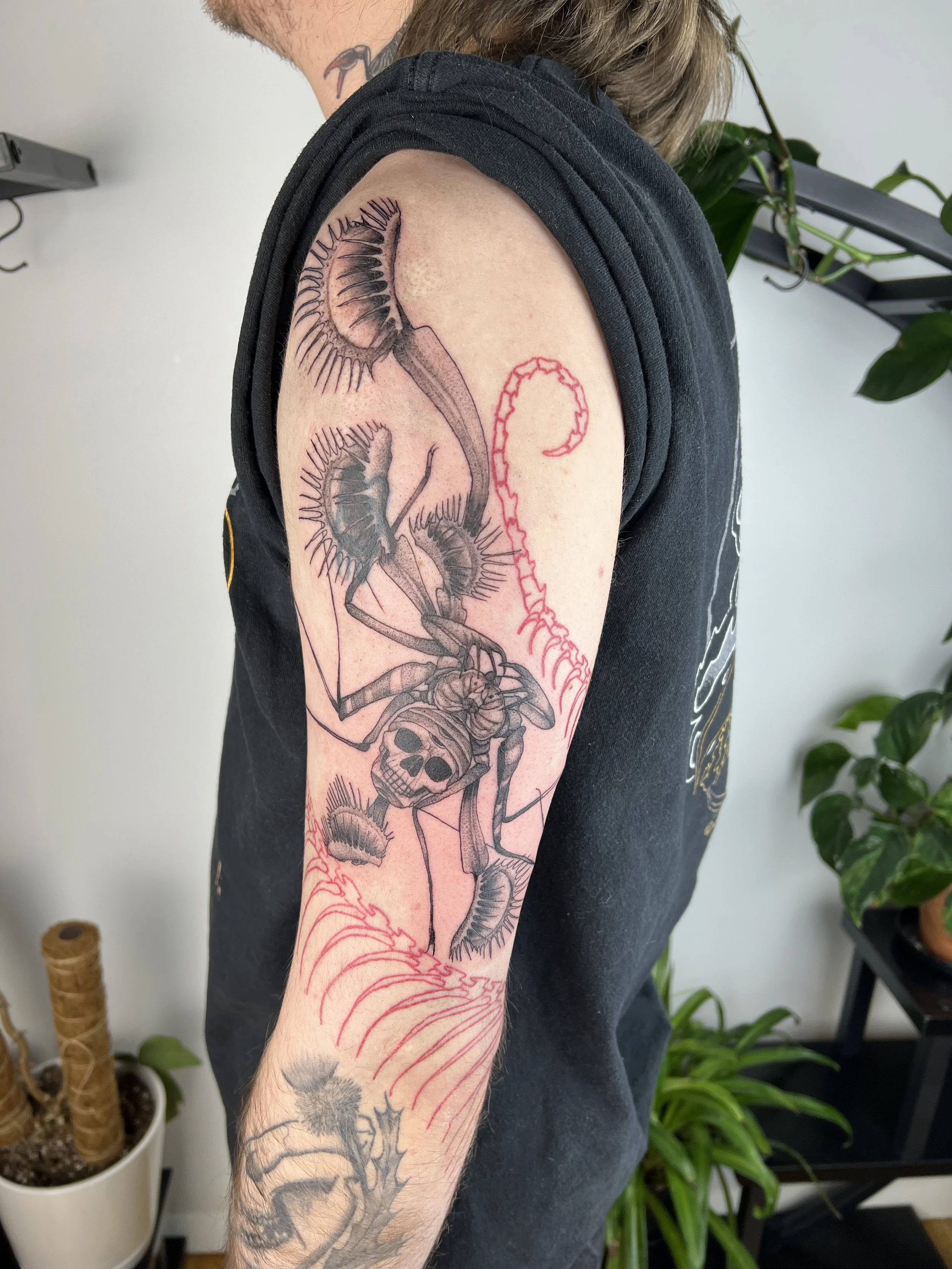 Flytraps and whip scorpion (2025)