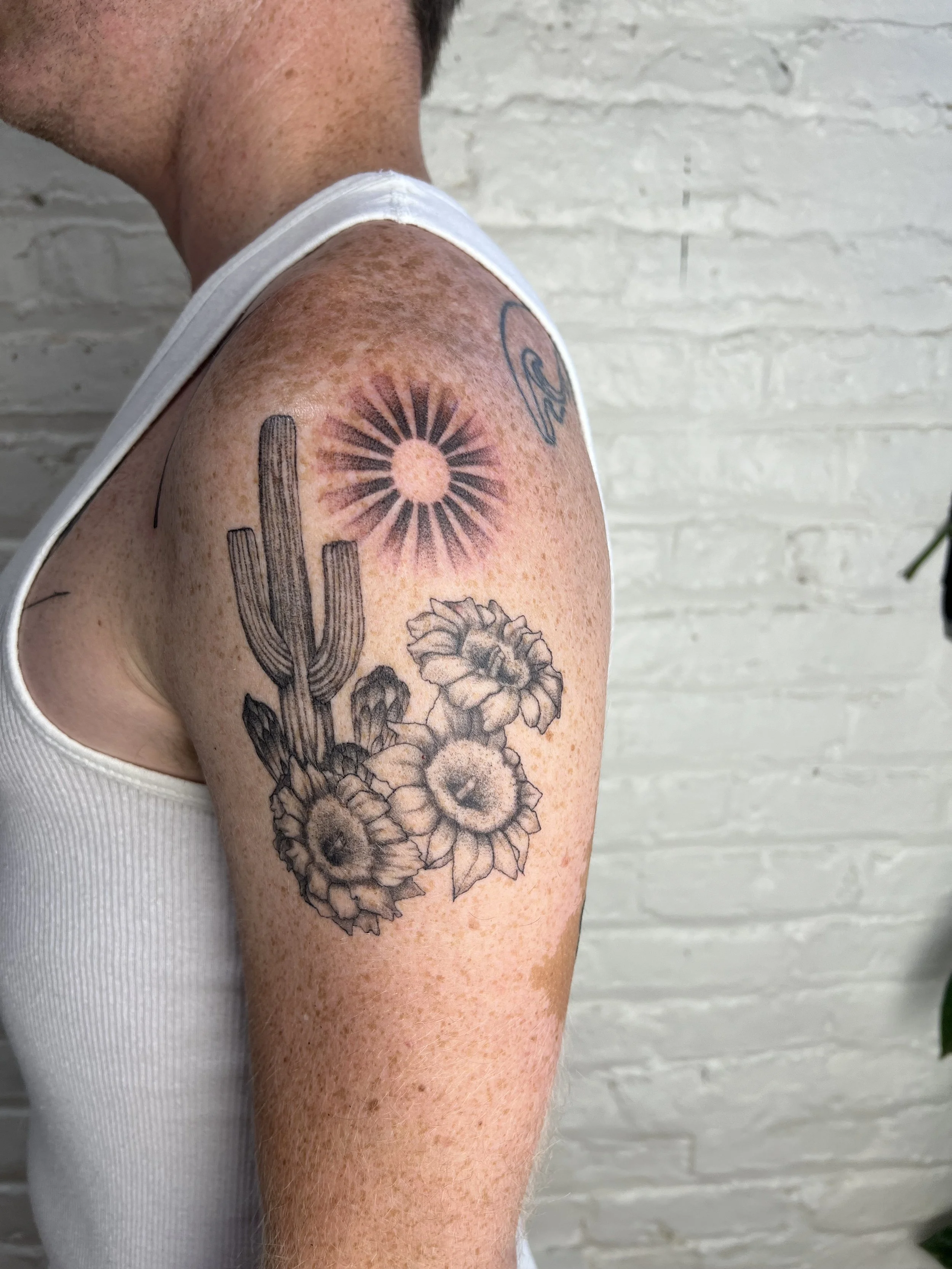 Cacti half healed half fresh 6in (2025)
