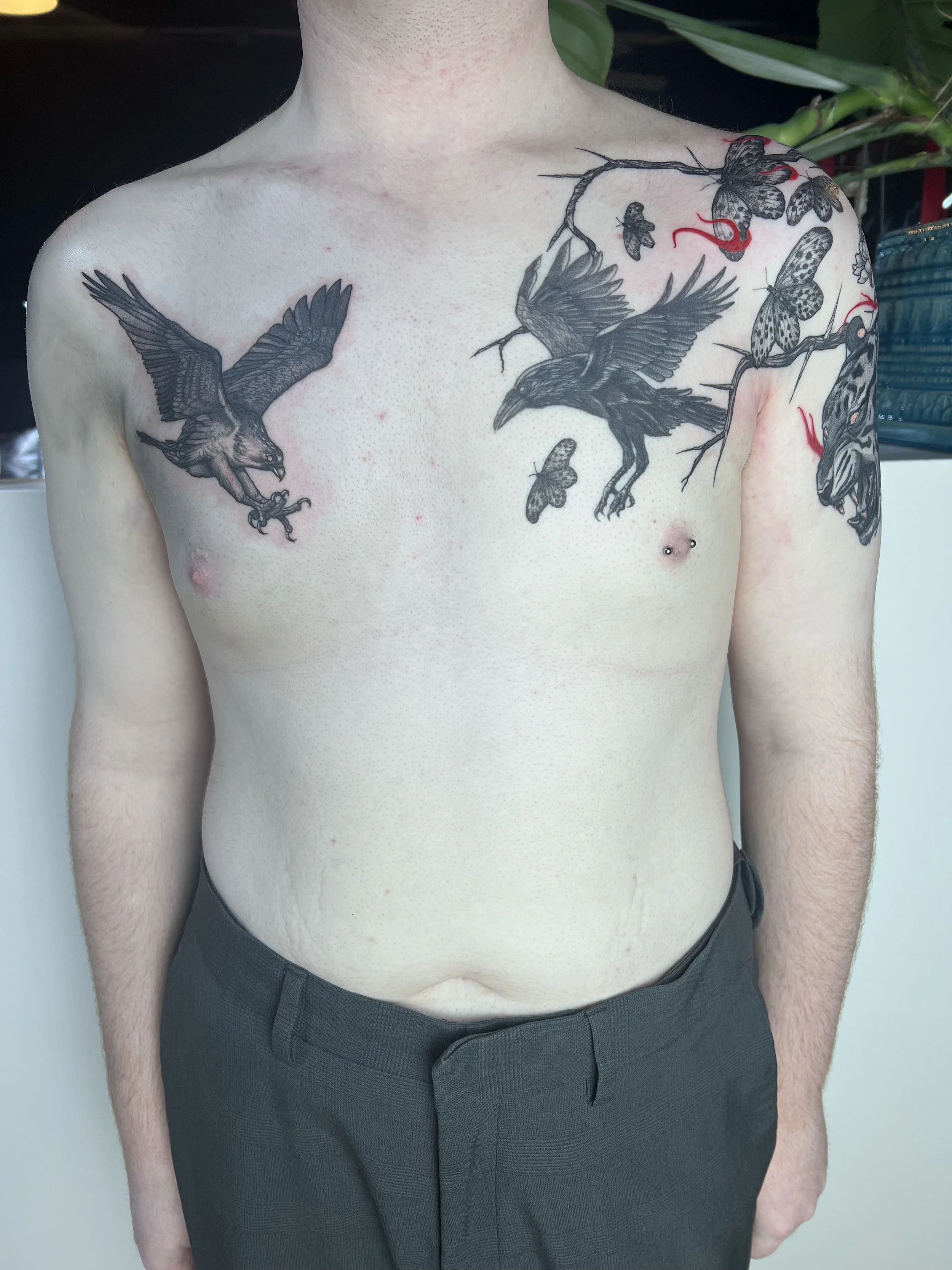 Crow, eagle both 6in (2025)