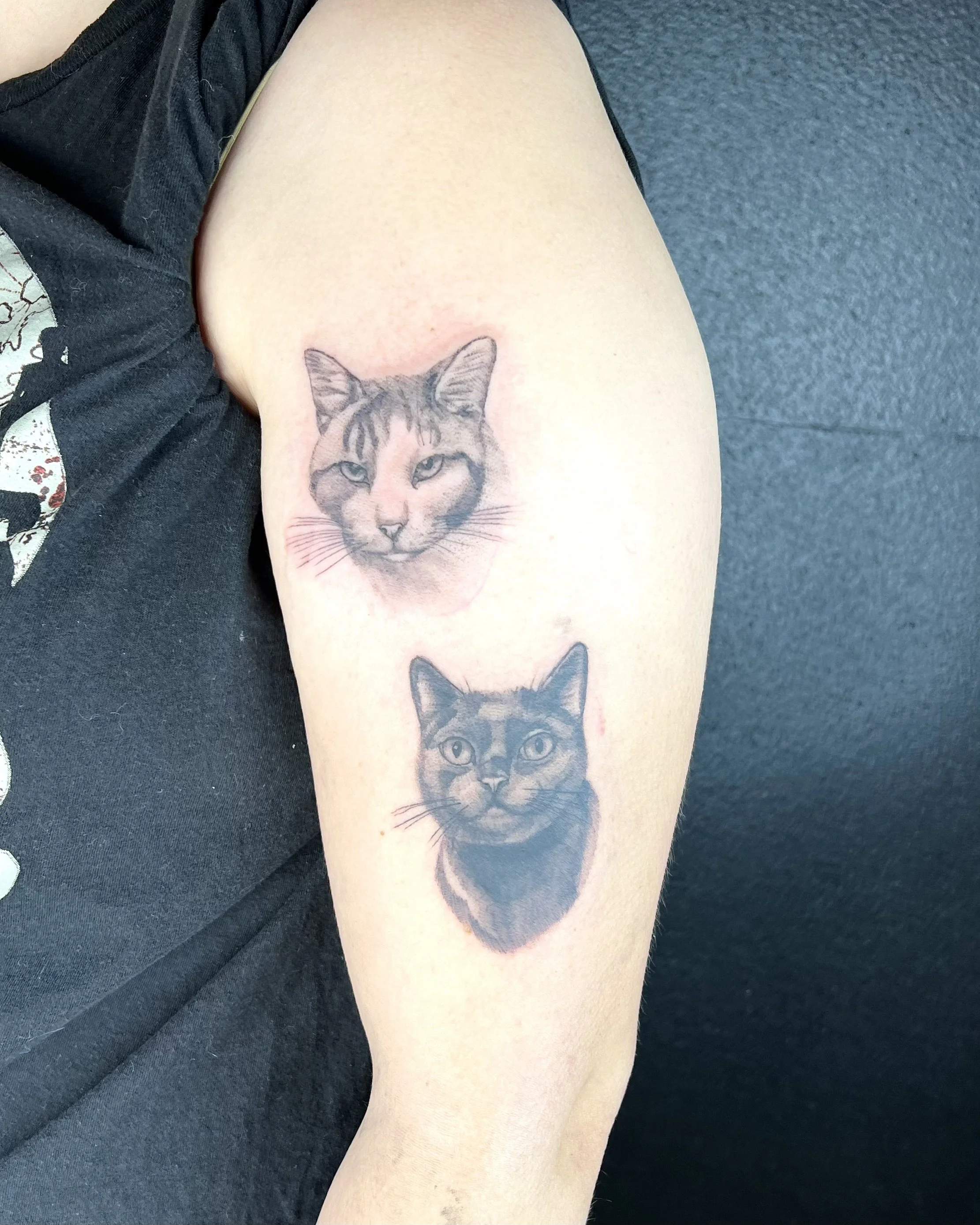 Cat pet portrait 3 in each (2024)