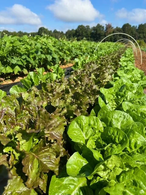 1757818980151.283 - Hasena Farms.JPG