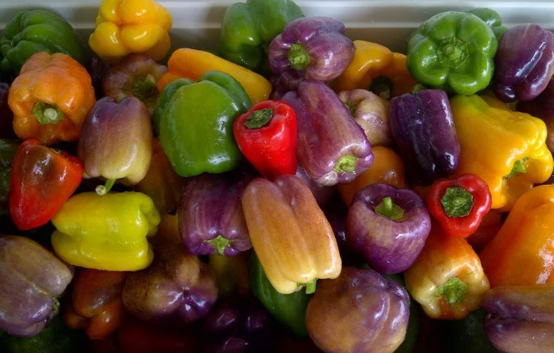 peppers - Redbud Farm.jpg