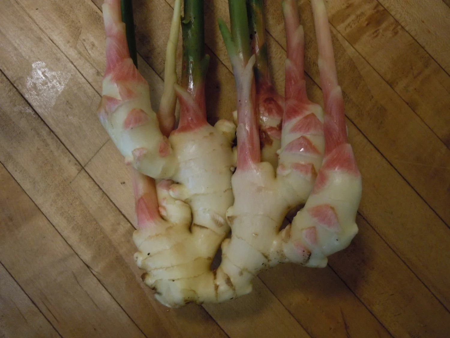 baby ginger - Redbud Farm.jpg