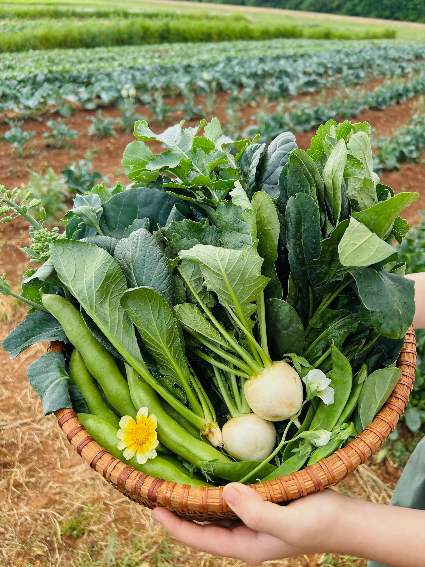 Asian Veggie Showcase