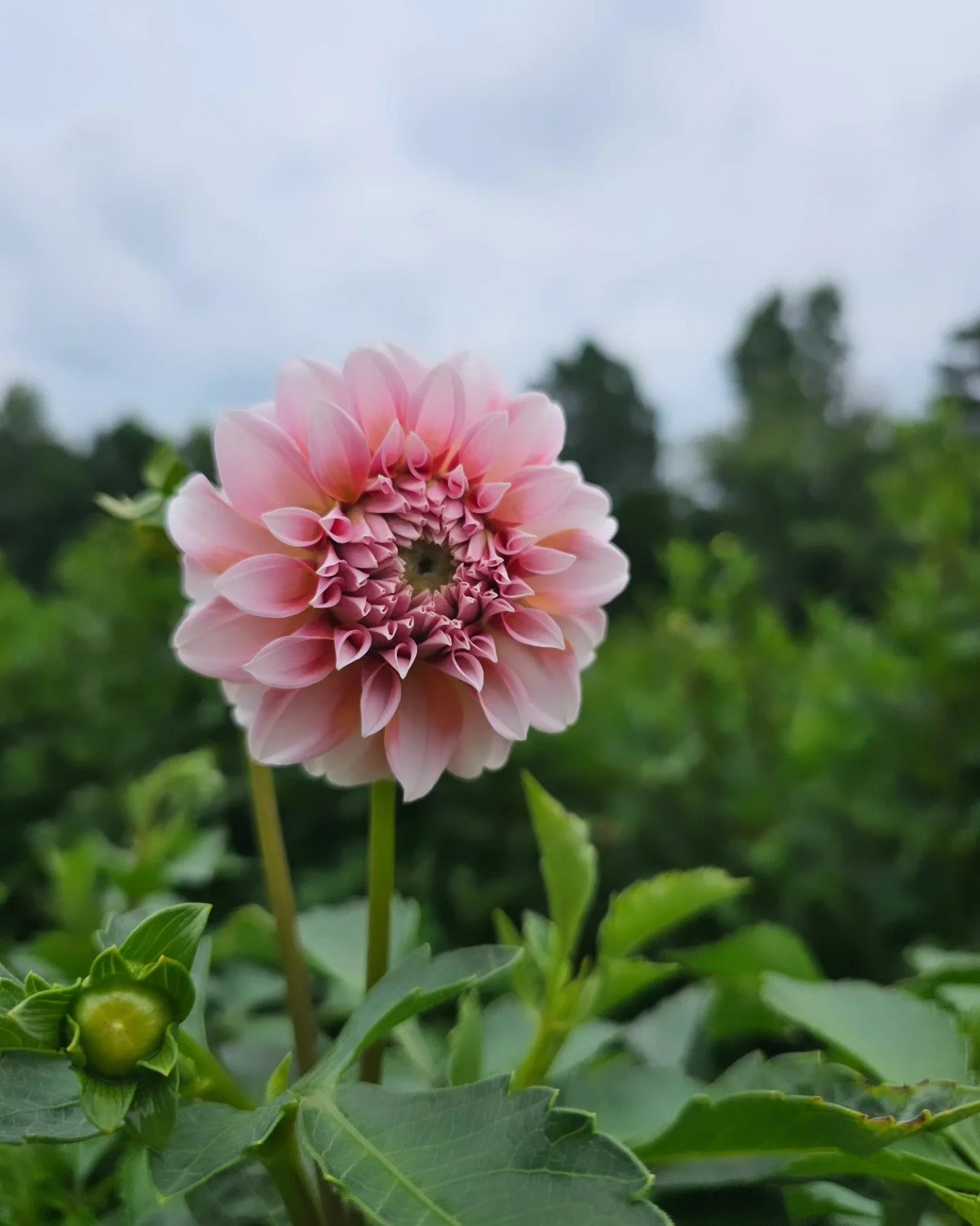 Copy of dalia - Shoua Her.jpg