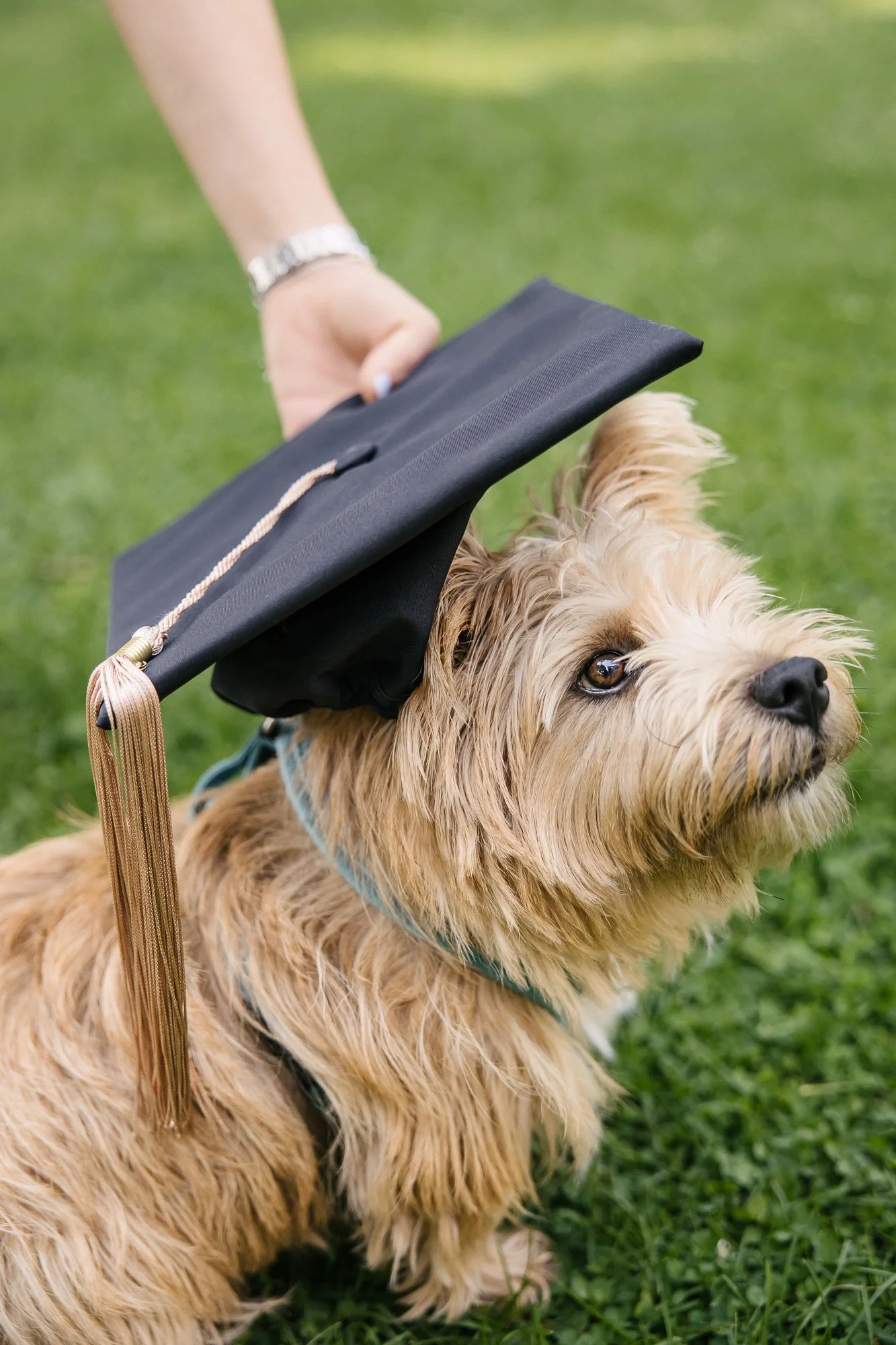 Northwestern Graduate Photos-Evanston Family Photographer-Becca Heuer Photography-007.jpg