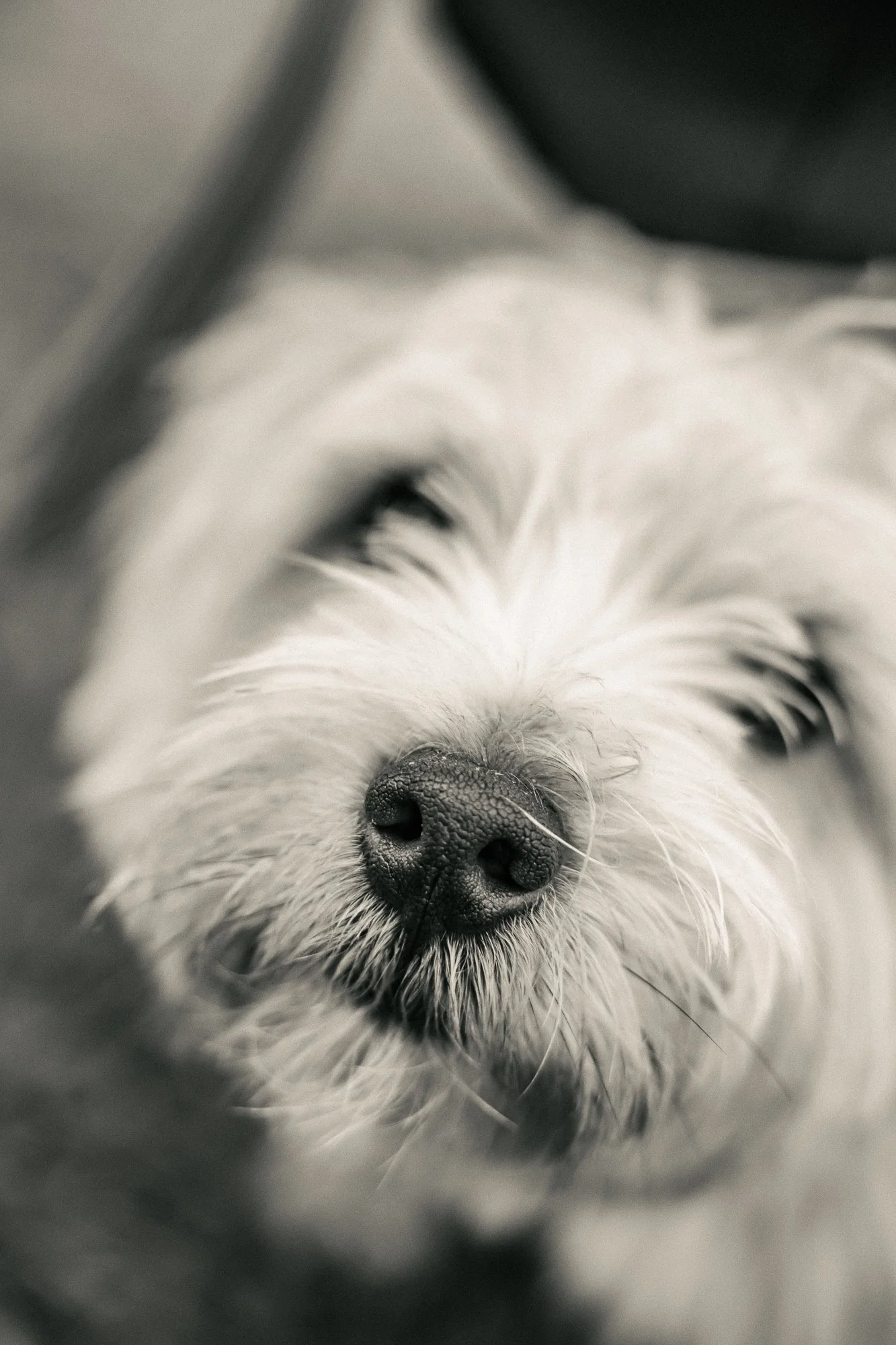 Northwestern Graduate Photos-Evanston Family Photographer-Becca Heuer Photography-005.jpg