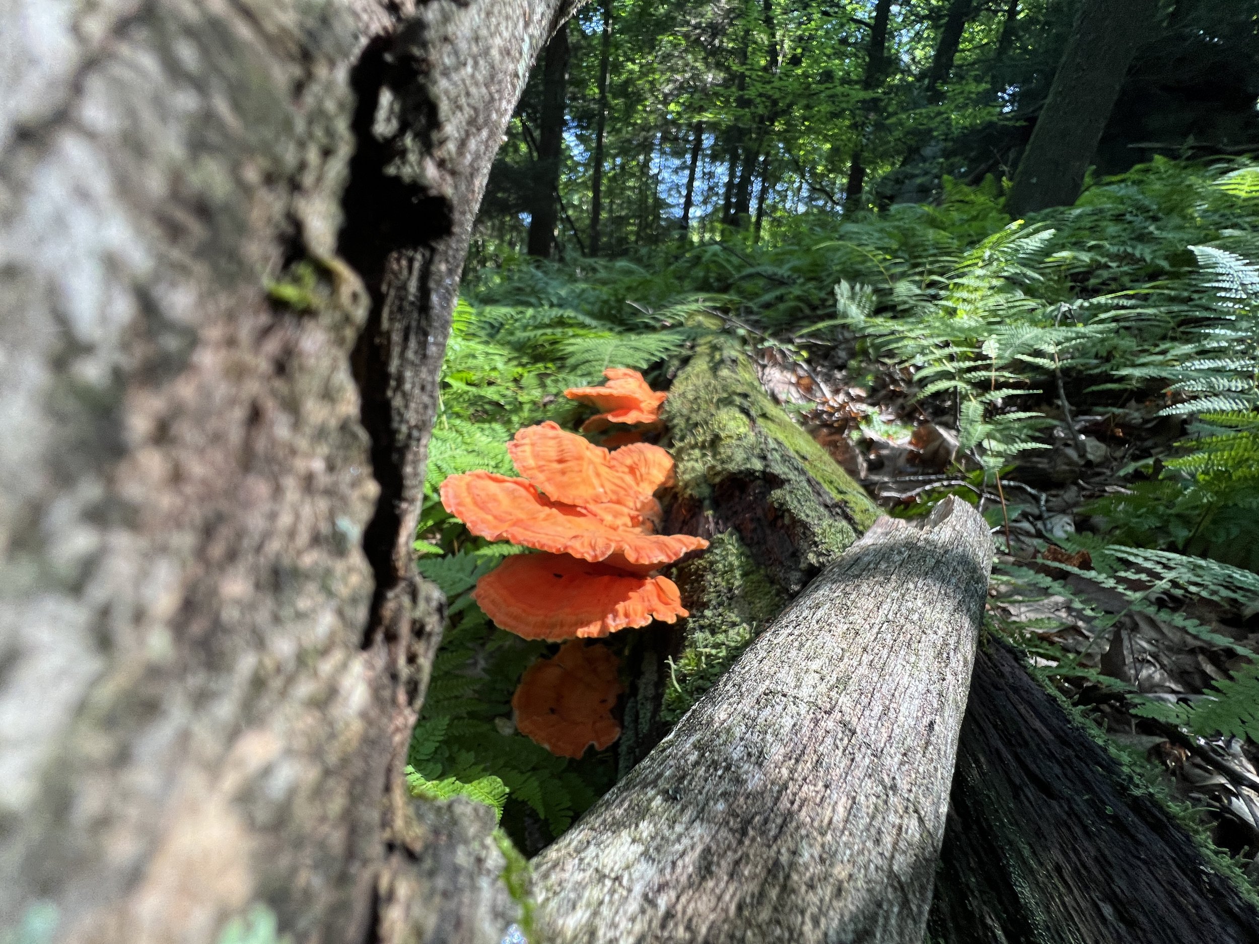 IMG_6527.jpeg