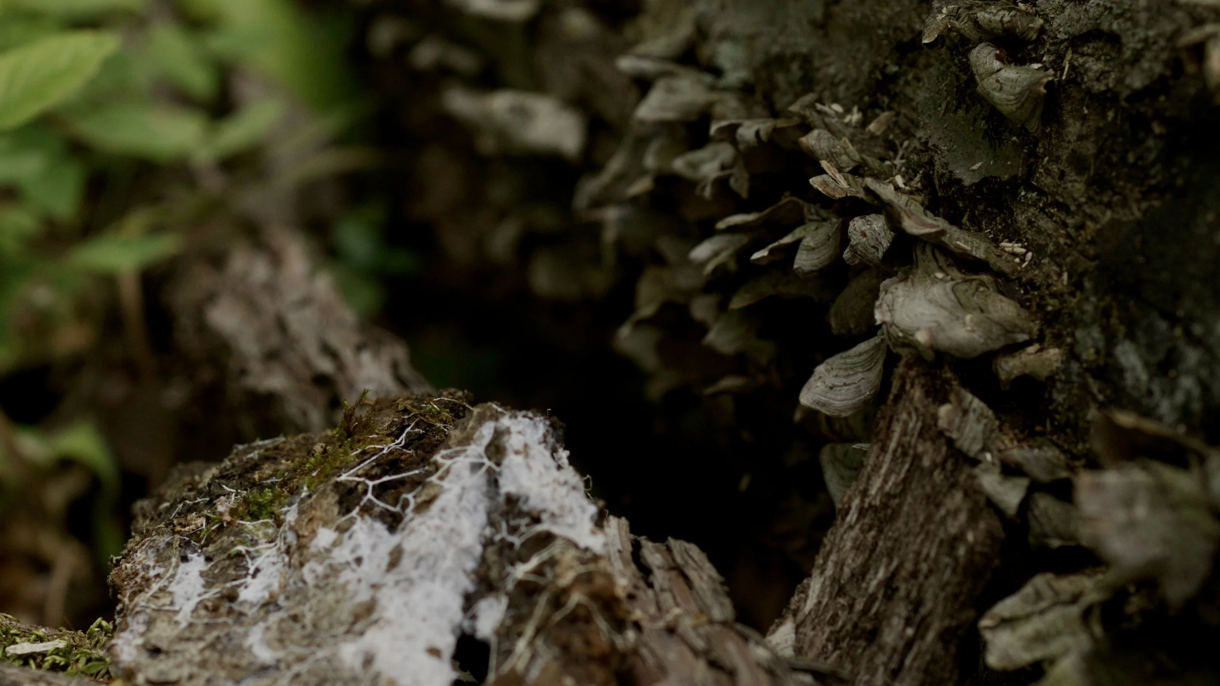 080423_Mushrooms_Hikers.00_07_11_16.Still001.jpg