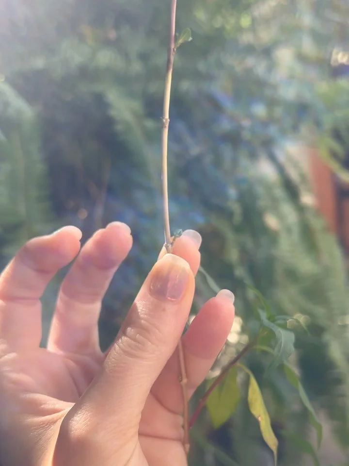 Some lessons and blessings from Taurus season