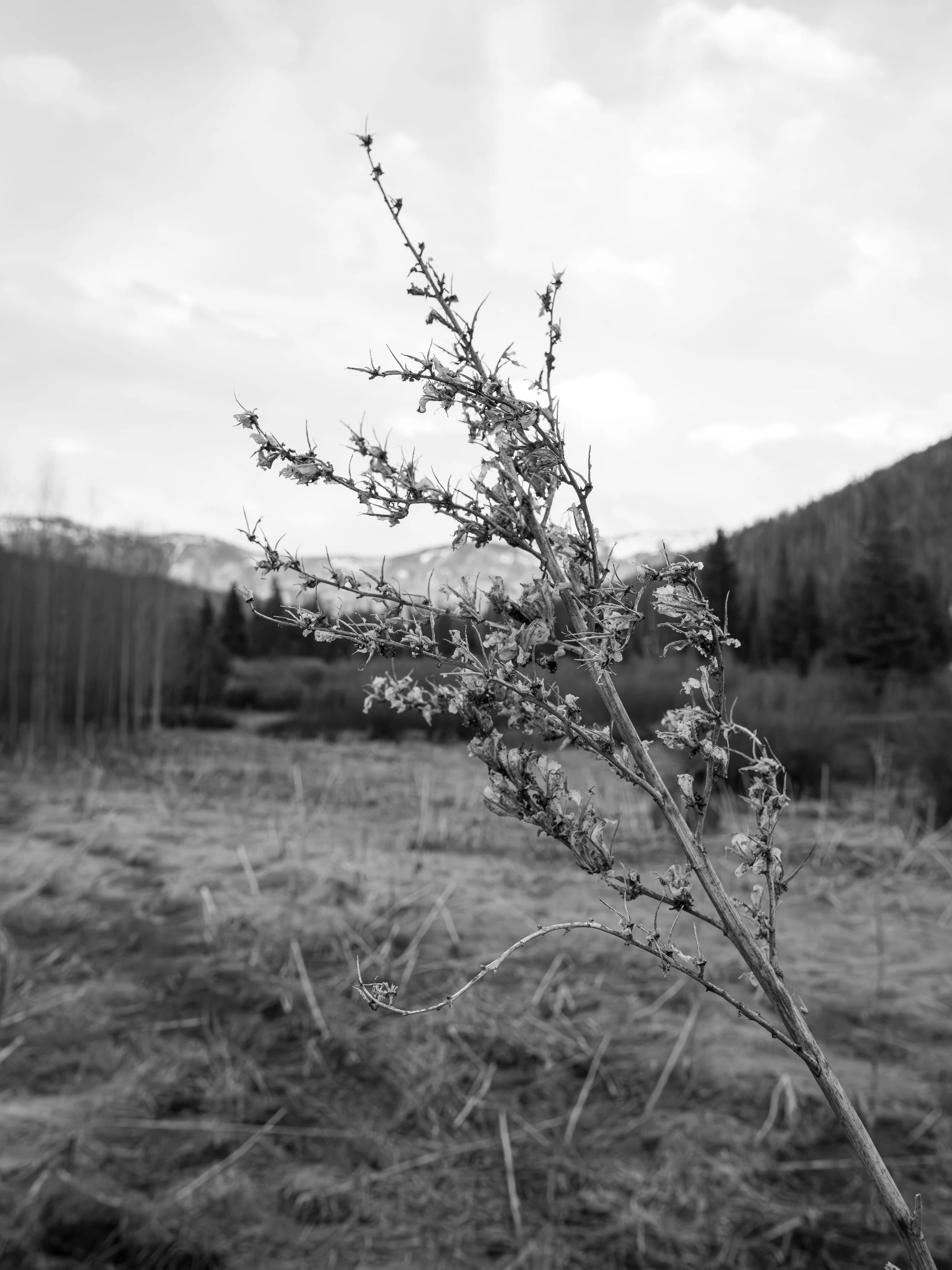 DSCF2863-Enhanced-NR.jpg