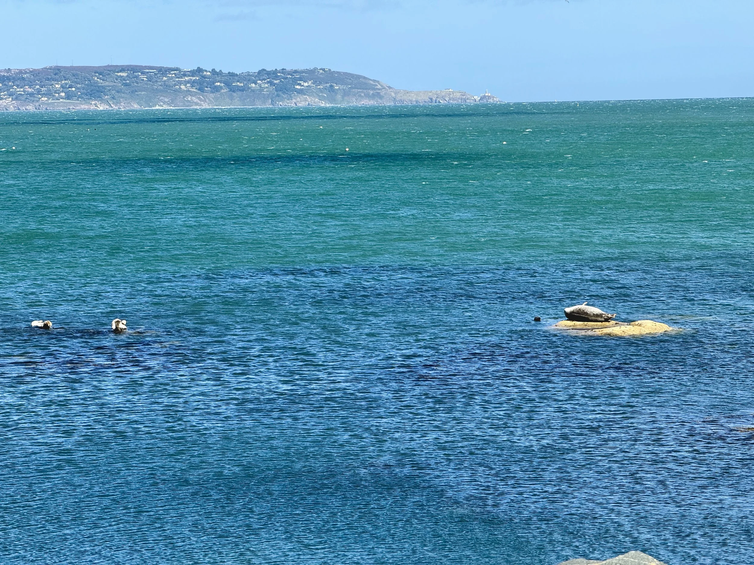 Sea lions basking in the sun in the Irish Sea near Dun Laoghaire