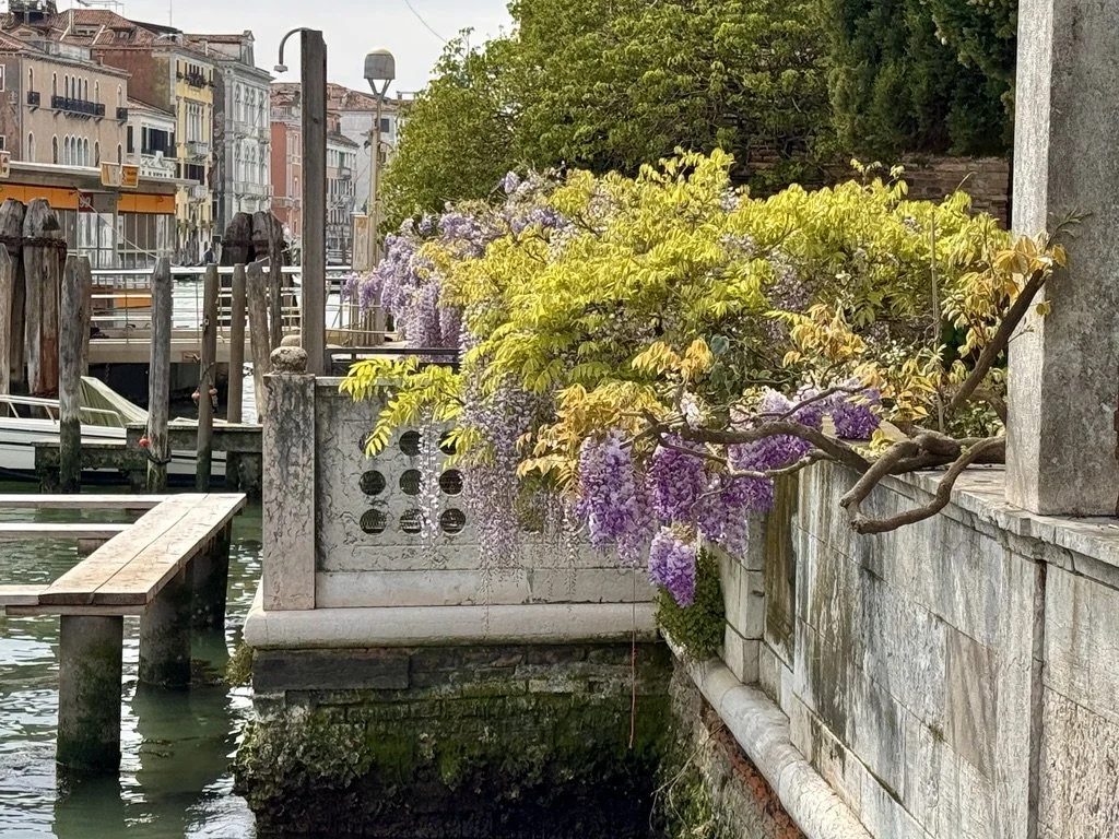 In Venice, there are many beautiful gardens just off the waterway.