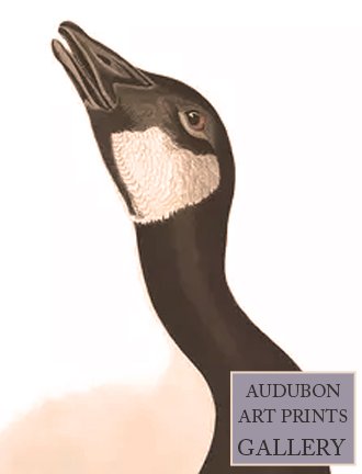 canadian-goose-audubon-art-prints-gallery.jpg