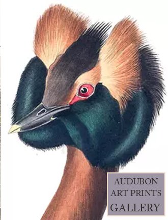 horned-grebe-audubon-art-prints-gallery.jpg