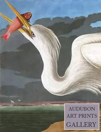 great-heron-audubon-art-prints-gallery.jpg