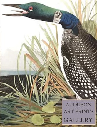 great-loon-audubon-art-prints-gallery.jpg