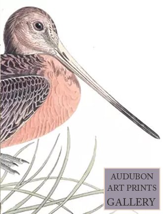 marbled-godwit-audubon-art-prints-gallery.jpg