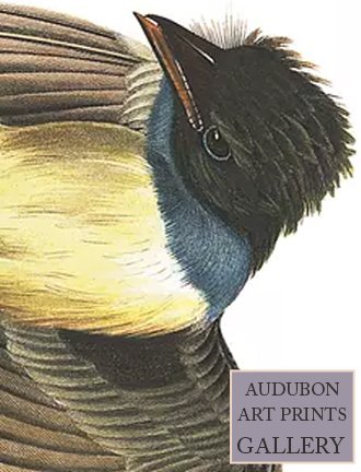 crested-fly-catcher-audubon-art-prints-gallery.jpg