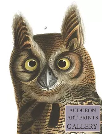 great-horned-owl-audubon-art-prints-gallery.jpg