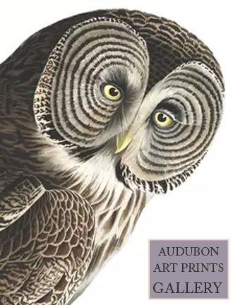 great-owl-audubon-art-prints-gallery.jpg