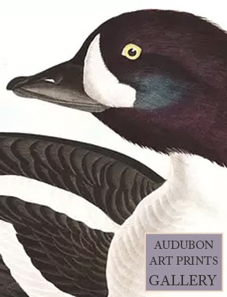 golden-eye-duck-audubon-art-prints-gallery.jpg