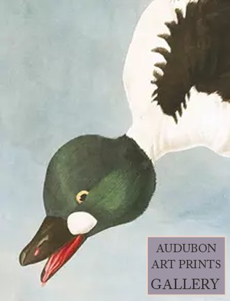 golden-eyed-duck-audubon-art-prints-gallery.jpg