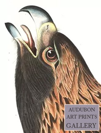 golden-eagle-audubon-art-prints-gallery.jpg