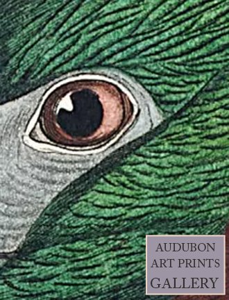 ibis-audubon-art-prints-gallery.jpg