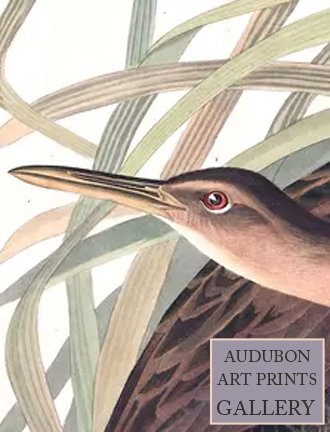 marsh-hen-audubon-art-prints-gallery.jpg