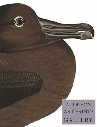 black-gull-audubon-art-prints-gallery.jpg