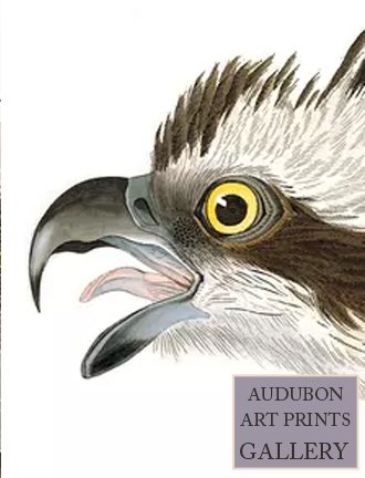 osprey-audubon-art-prints-gallery.jpg