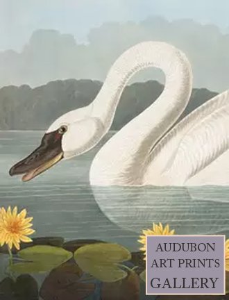 white-goose-audubon-art-prints-gallery.jpg
